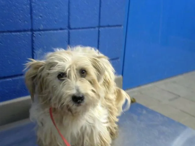 A young medium-sized female Tibetan Terrier dog named Luna for adoption in Albuquerque, NM
