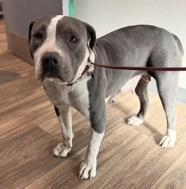 An adult large-sized female Pit Bull Terrier dog named Sonia for adoption in San Diego, CA