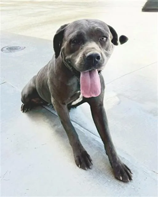 An adult large-sized female Cane Corso dog named Lily for adoption in Lancaster, CA
