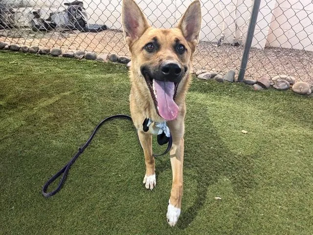 A young large-sized female German Shepherd Dog dog named Petunia for adoption in Mesa, AZ