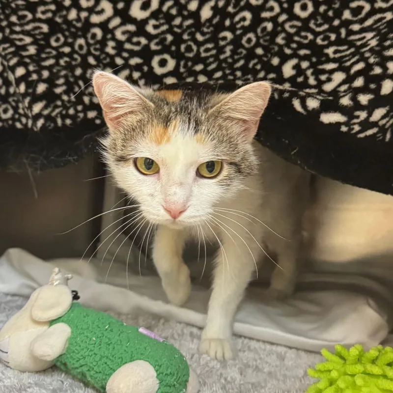 A young medium-sized female Calico Domestic Short Hair cat named Strawberry for adoption in Charlottesville, VA