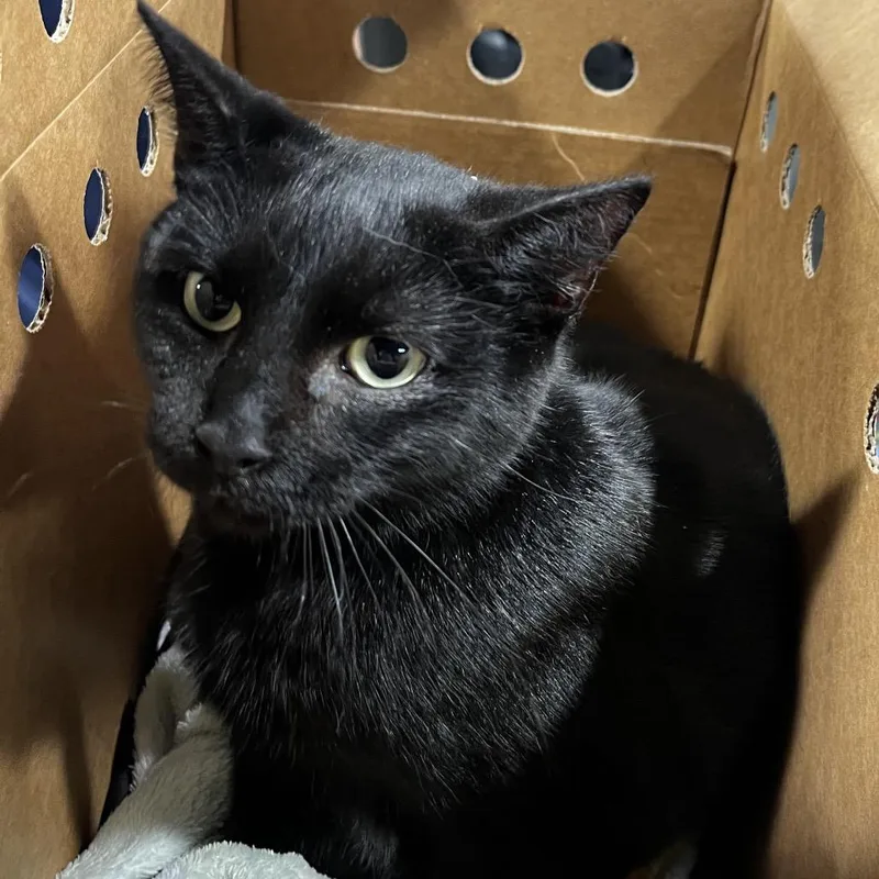 An adult medium-sized female Black Domestic Short Hair cat named Comfee for adoption in Tampa, FL