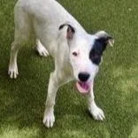 A young medium-sized female Terrier dog named Sparky for adoption in Novelty, OH