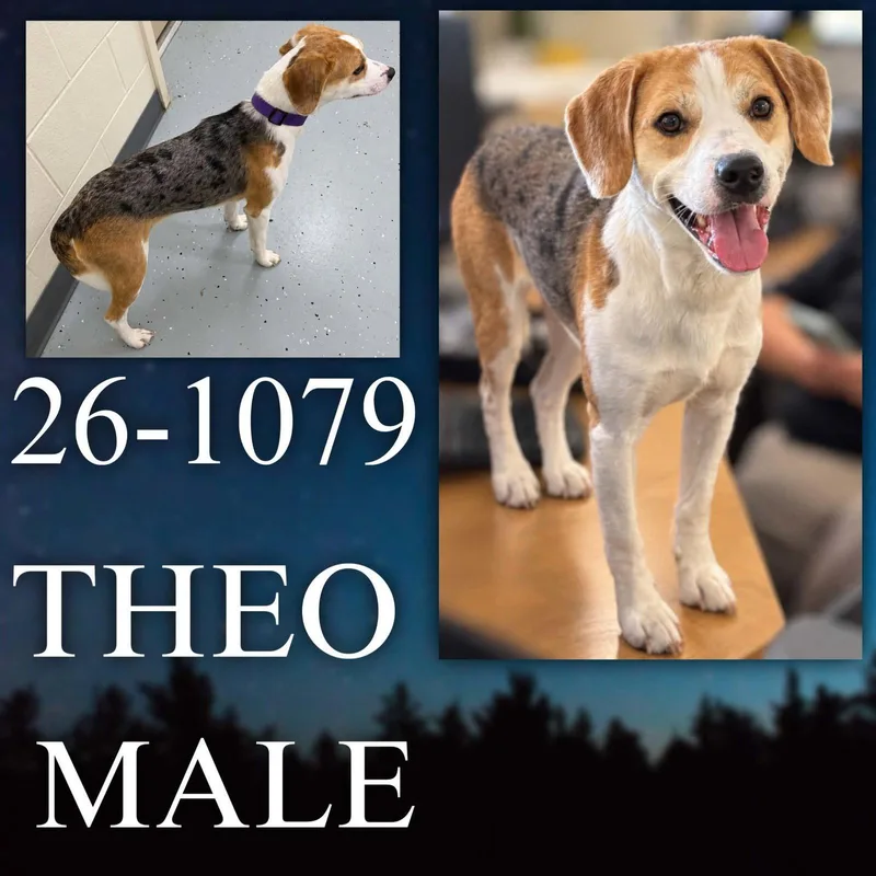 An adult medium-sized male Beagle dog named Theo for adoption in Georgetown, KY