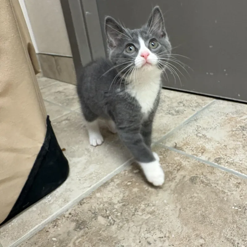 A young medium-sized male Gray & White Domestic Short Hair cat named Squire for adoption in Hays, KS