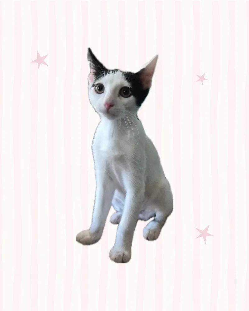 A baby medium-sized female Black & White / Tuxedo Domestic Short Hair cat named Suspicious Mind for adoption in Austin, TX