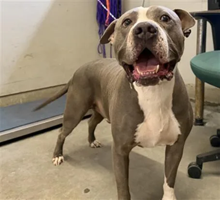 An adult large-sized male Pit Bull Terrier dog named Cash for adoption in Camarillo, CA