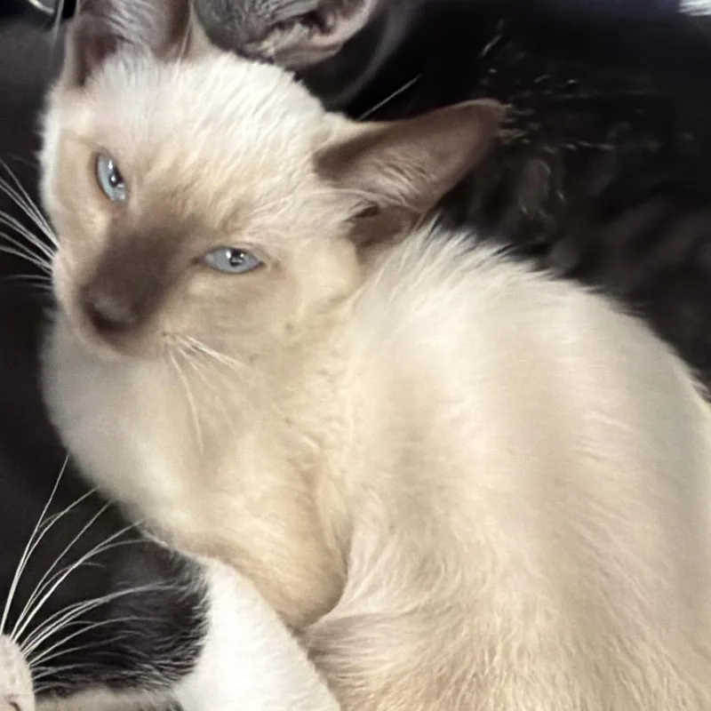 A baby small-sized female Siamese cat named Starfire for adoption in Montgomery, AL