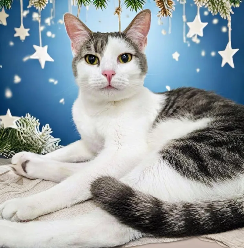 An adult medium-sized male Gray / Blue / Silver Domestic Short Hair cat named Mr. Gray for adoption in West Palm Beach, FL