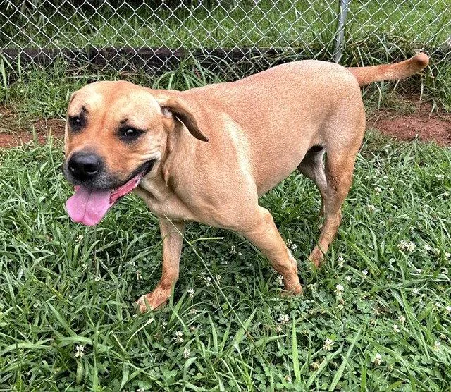 A young medium-sized female Carolina Dog dog named Echo for adoption in Carrollton, GA