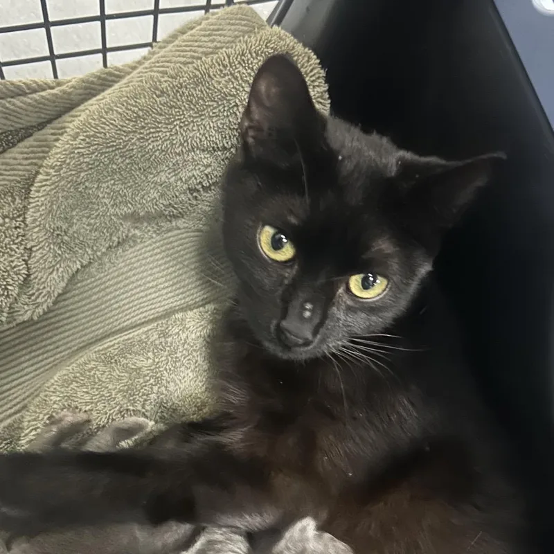 A young medium-sized female Domestic Medium Hair cat named Talia for adoption in Tacoma, WA