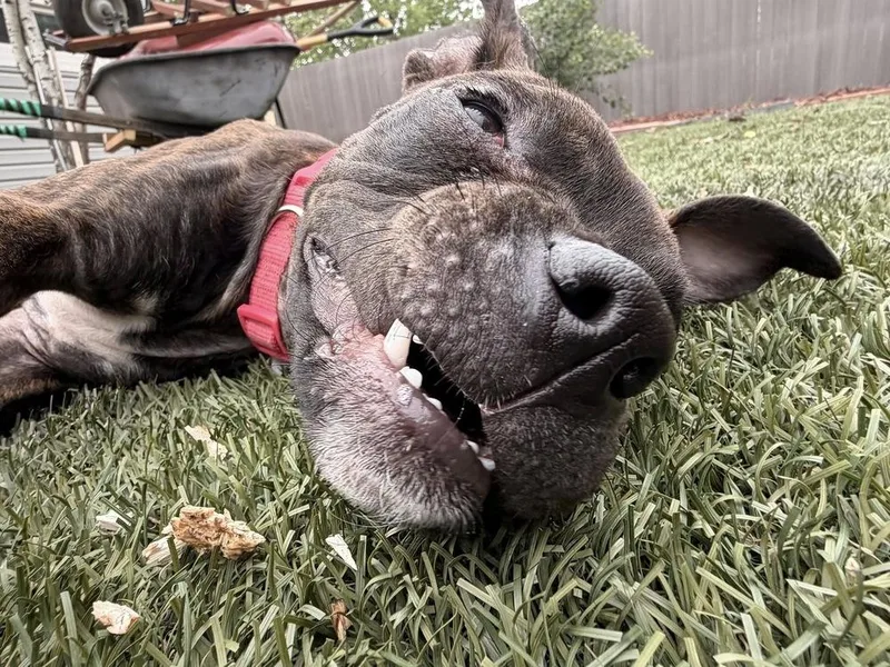 Indy Anna Bones