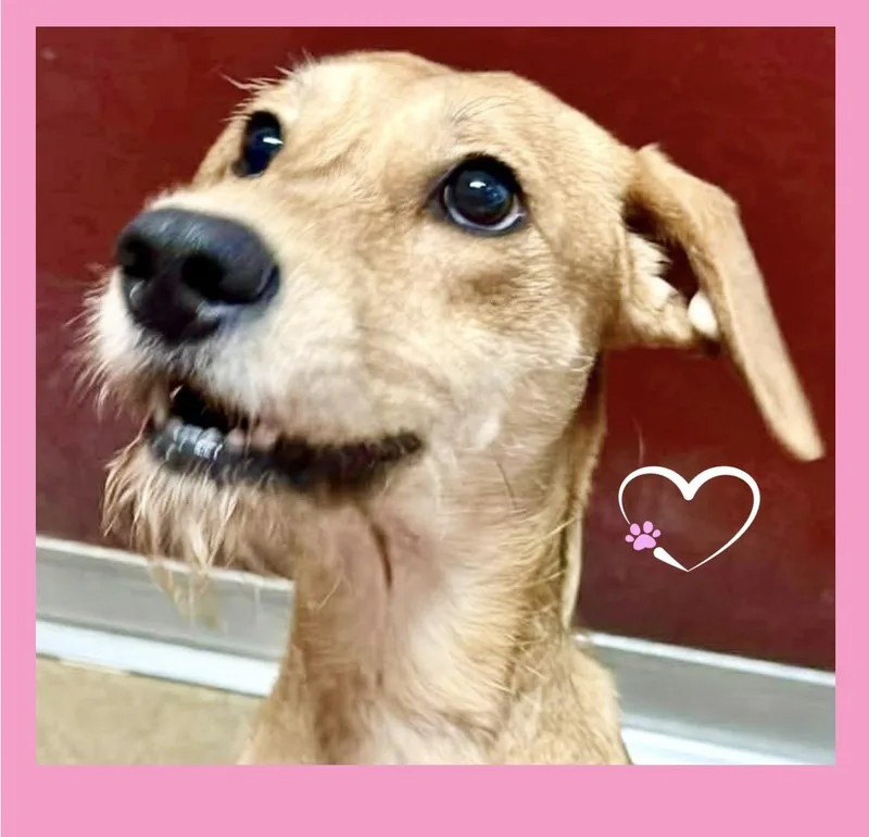 A young medium-sized female Golden Mixed Breed dog named Shandy for adoption in Westfield, NY
