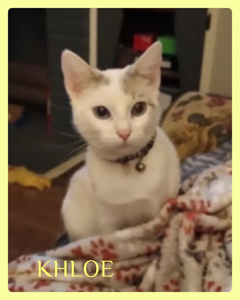 A young medium-sized female Tabby (Brown / Chocolate) Tabby cat named Khloe for adoption in Lawton, OK