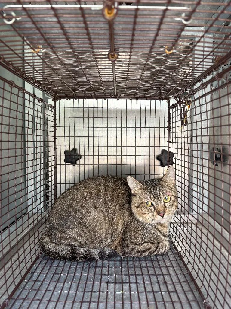 A young medium-sized male Domestic Short Hair cat named Buscemi for adoption in New Braunfels, TX