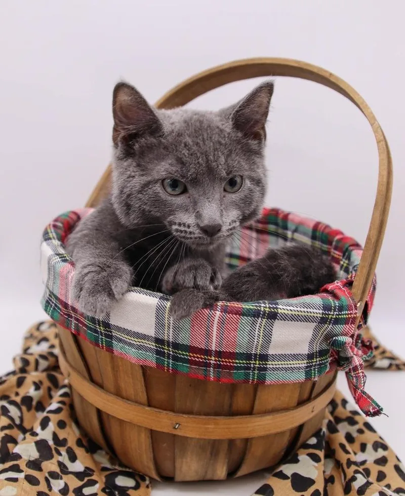 An adult large-sized male Gray / Blue / Silver Domestic Short Hair cat named Loch for adoption in Muskegon, MI
