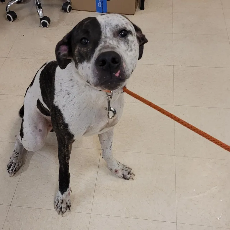 An adult medium-sized female White / Cream Mixed Breed dog named Spirit for adoption in Lake Panasoffkee, FL