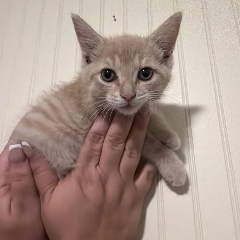A baby small-sized female Domestic Short Hair cat named Fumble for adoption in Sequatchie, TN