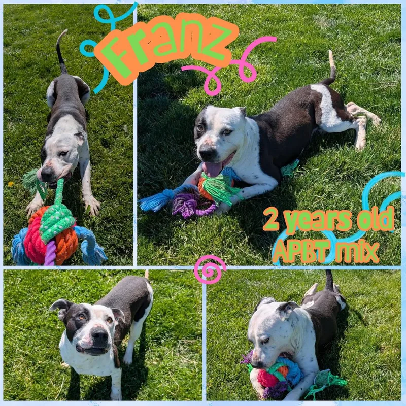 An adult large-sized male White / Cream Pit Bull Terrier dog named Franz for adoption in Franklin, IN