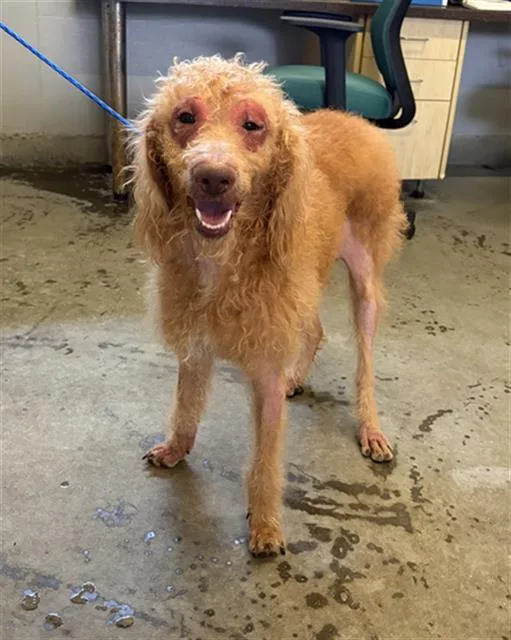 A young medium-sized female Poodle dog named Lola for adoption in Camarillo, CA