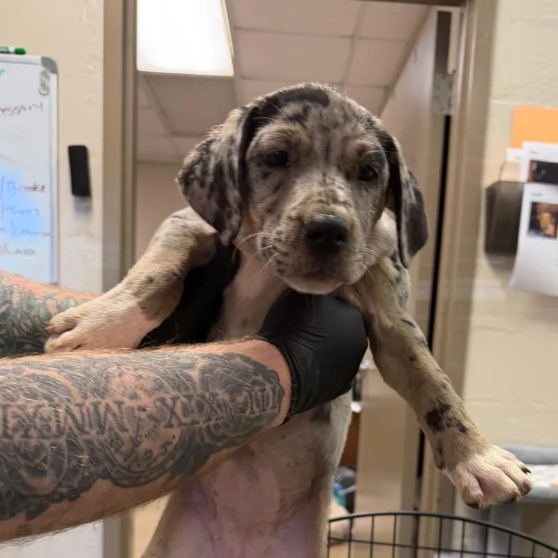 A baby small-sized female Catahoula Leopard Dog dog named Estelle for adoption in Birmingham, AL