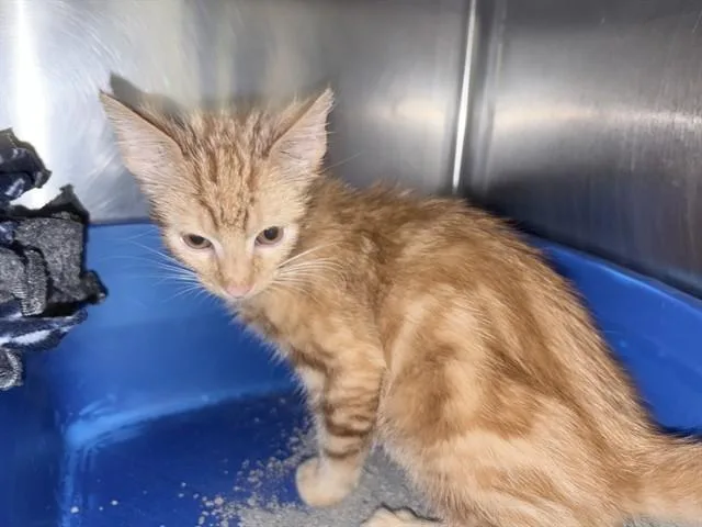 A baby small-sized male Domestic Short Hair cat named Bert for adoption in Ames, IA