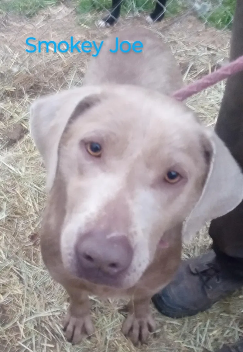 Smokey Joe thumbnail 2