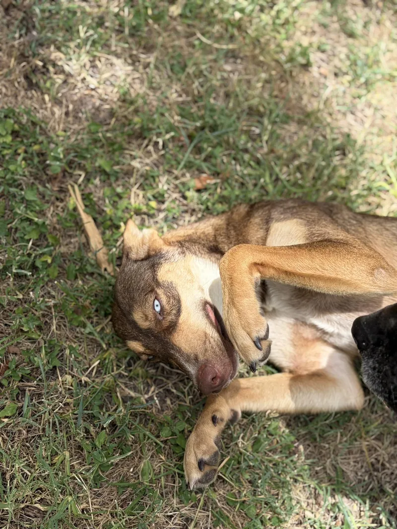 Bandita thumbnail 3