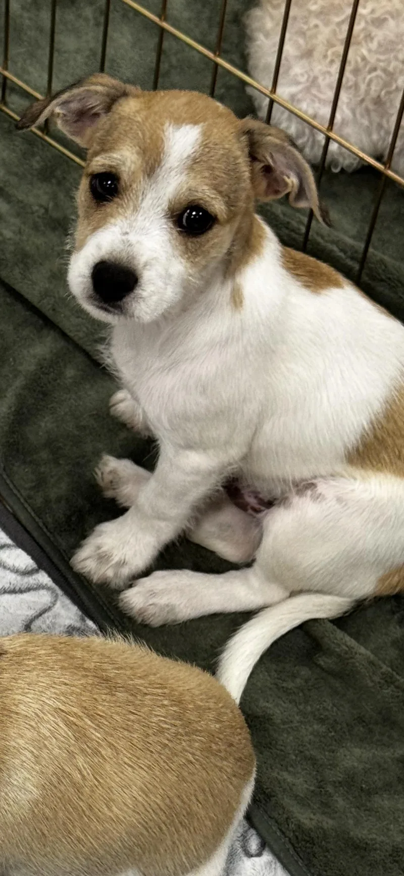 Louie