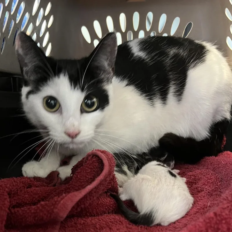 A young medium-sized female Black Domestic Short Hair cat named Slinky for adoption in Greensboro, NC