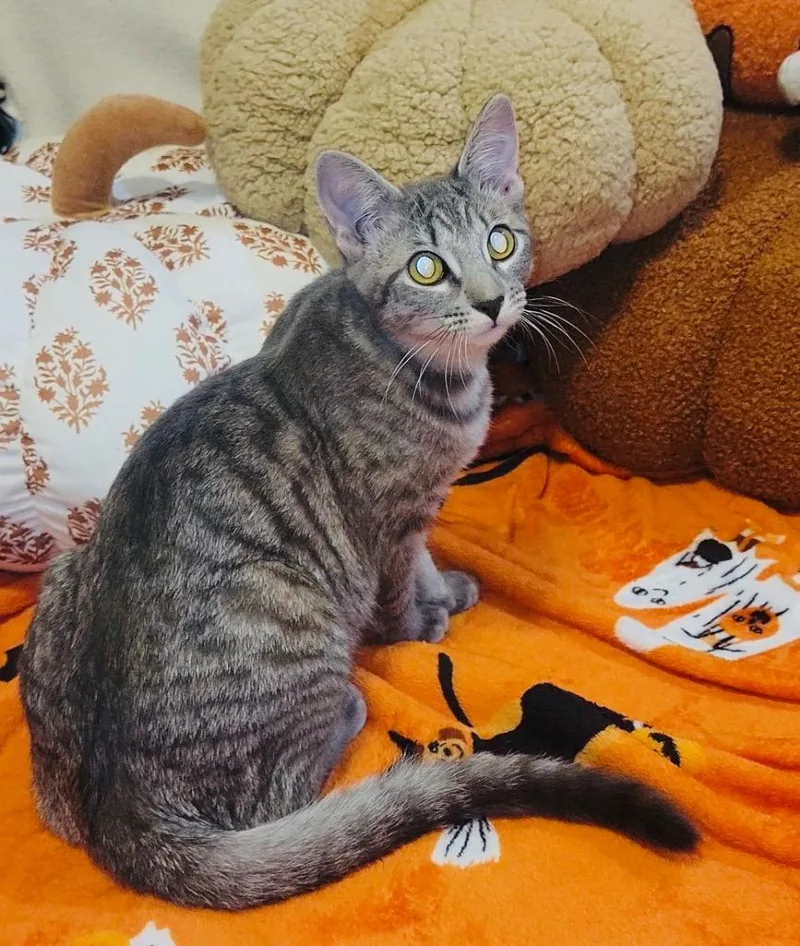 A young medium-sized female Domestic Short Hair cat named Tova for adoption in Claremore, OK