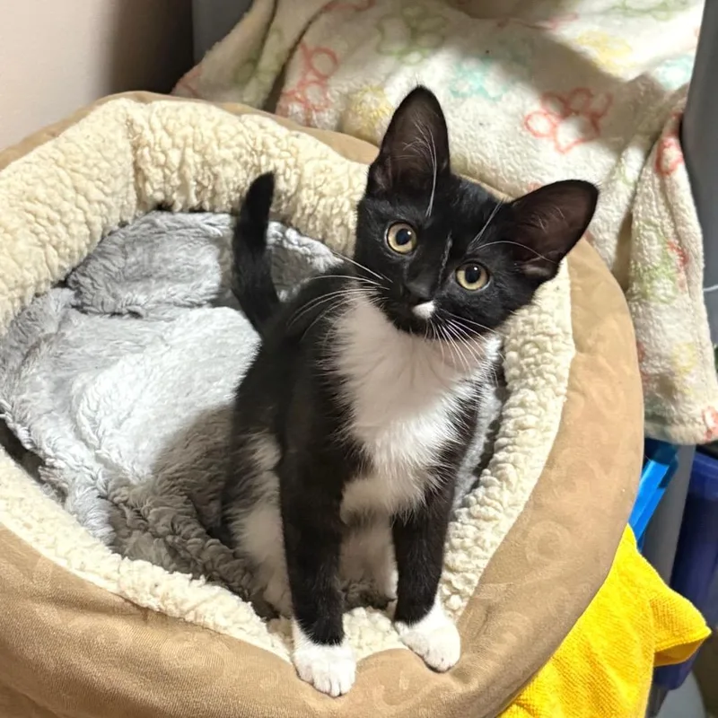 A baby small-sized female Black Domestic Short Hair cat named Allyson for adoption in Wheeling, IL