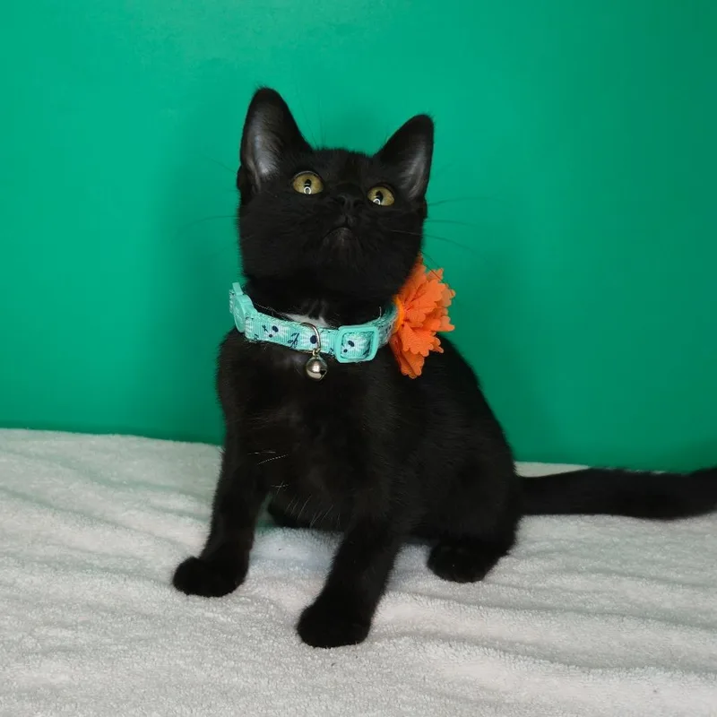 A baby small-sized female Black Domestic Short Hair cat named Gracie for adoption in San Antonio, TX