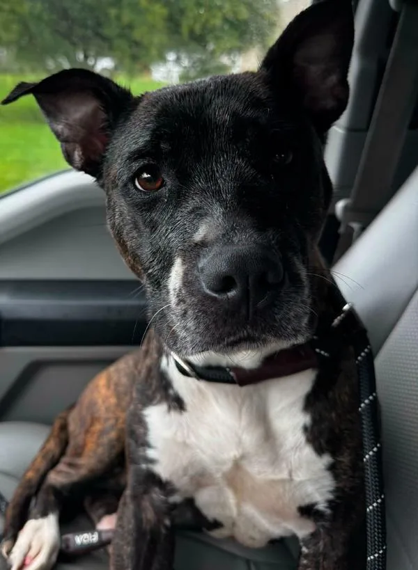 An adult medium-sized female Pit Bull Terrier dog named Fable for adoption in Salisbury, MD