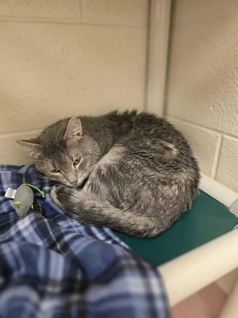 A baby medium-sized male Domestic Short Hair cat named Turbo for adoption in Ogden, UT