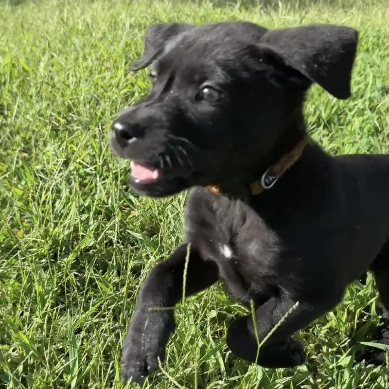 A baby medium-sized female Black Mixed Breed dog named Rhinestone for adoption in Fredericksburg, VA