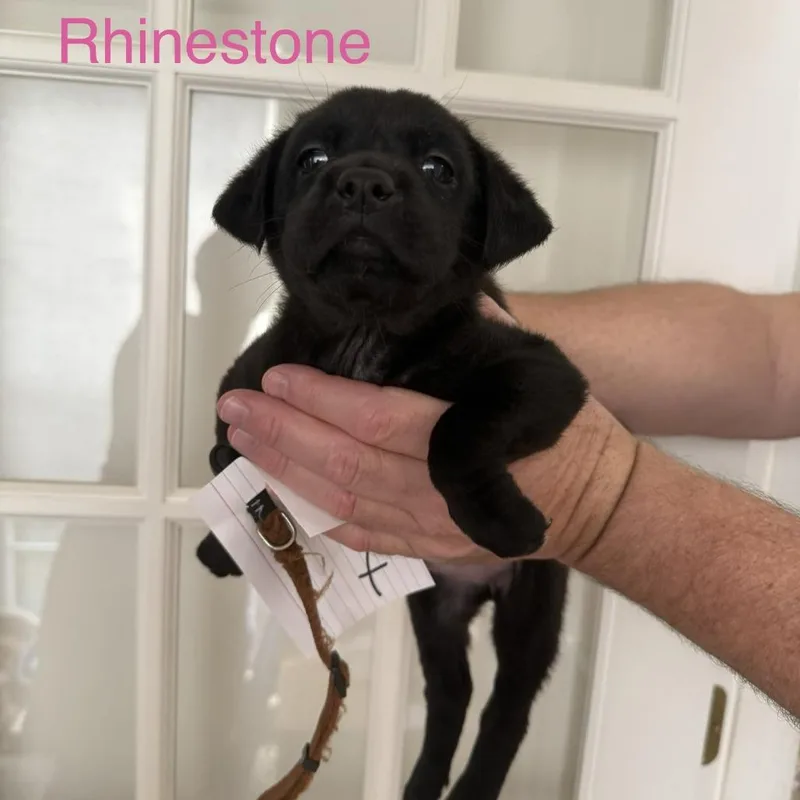 Rhinestone thumbnail 5