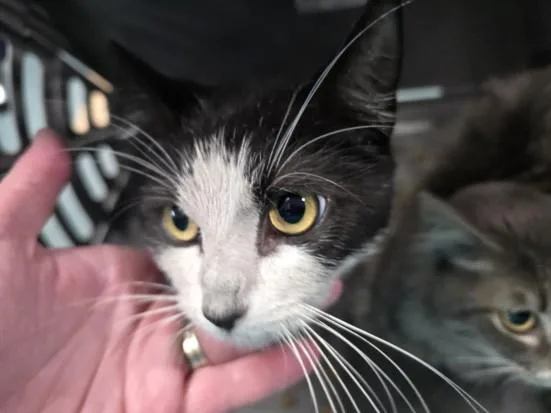 A young medium-sized female Domestic Short Hair cat named Willow for adoption in Chatsworth, CA