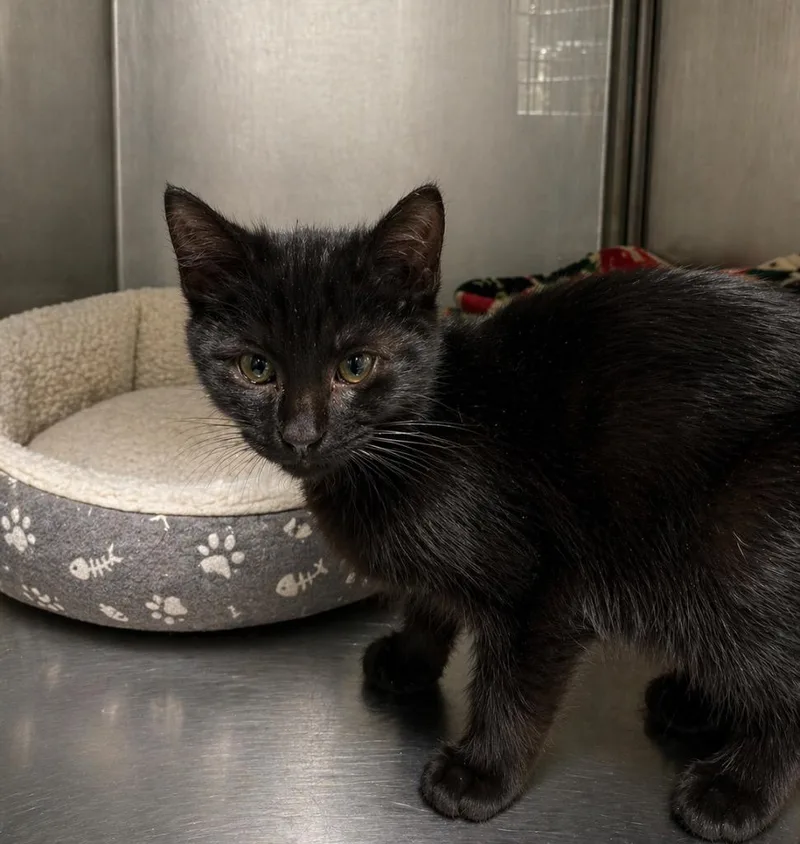 A baby small-sized female Domestic Short Hair cat named Cardi Il for adoption in Fort Lupton, CO