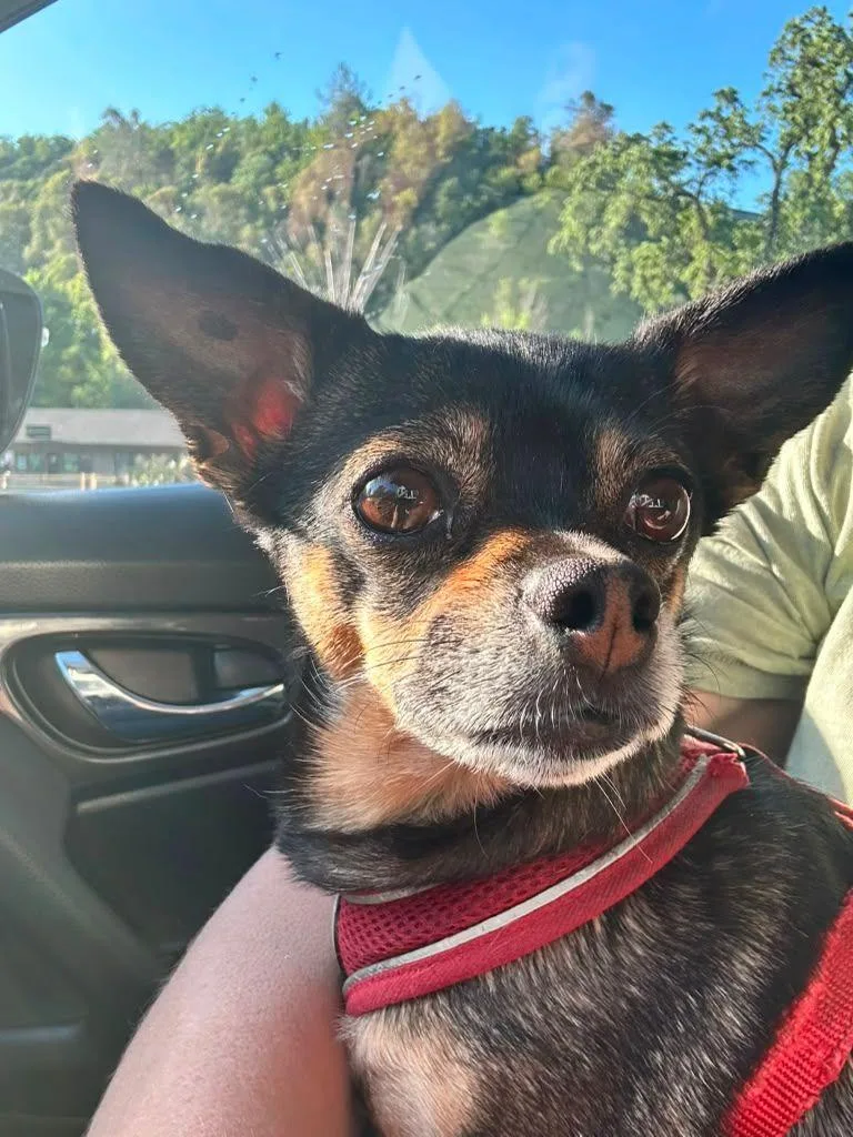 An adult small-sized female Chihuahua dog named Pinky for adoption in Coarsegold, CA