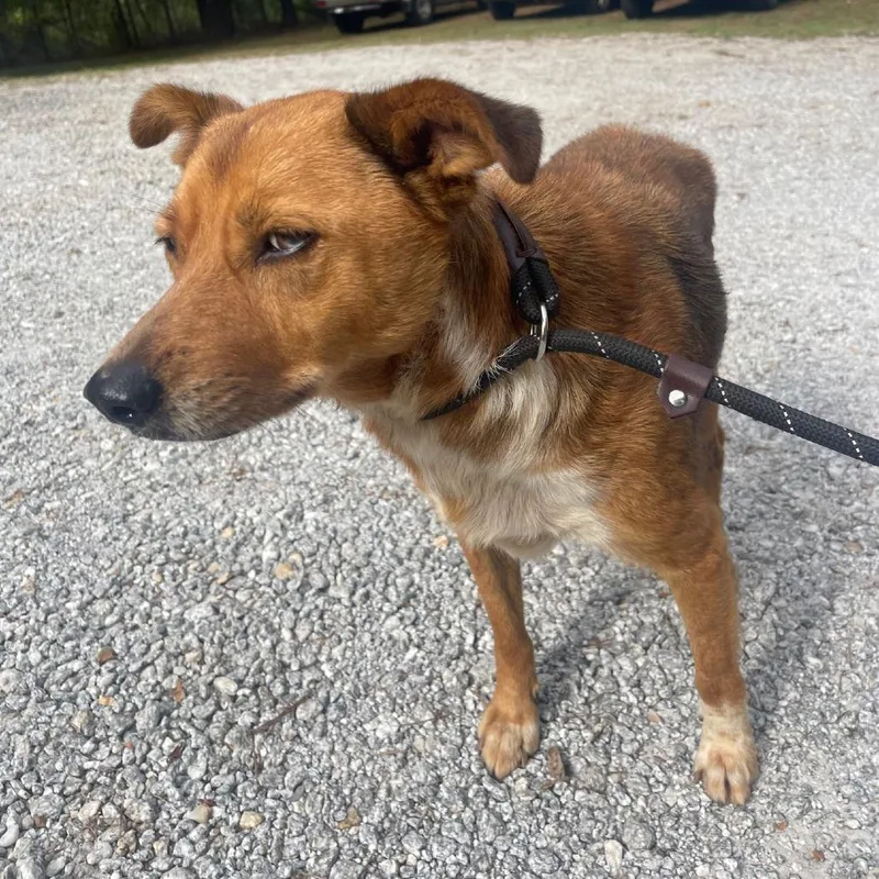 A young medium-sized male Red / Chestnut / Orange Mixed Breed dog named Comet for adoption in Valley, AL