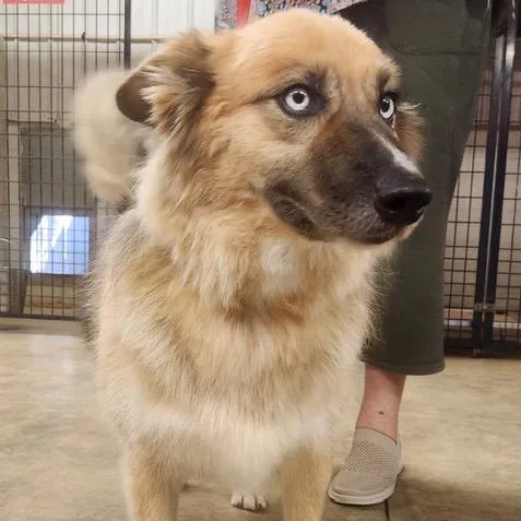An adult medium-sized female Shepherd dog named Cricket for adoption in Tulsa, OK