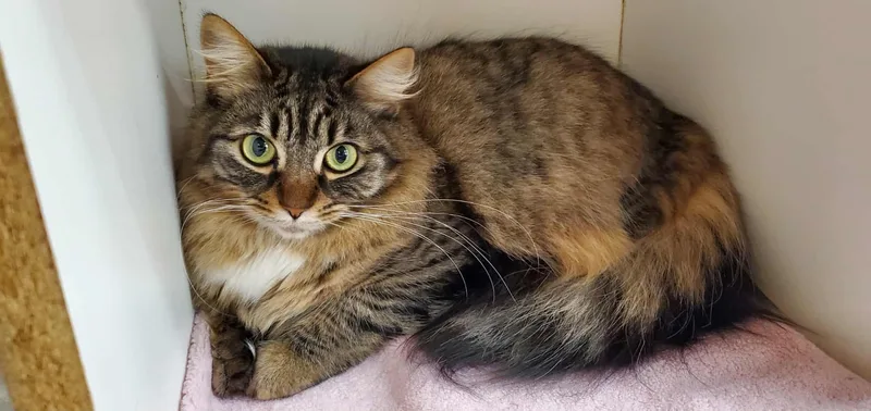 A young medium-sized female Tabby (Gray / Blue / Silver) Maine Coon cat named Bailey Nune for adoption in HEMET, CA