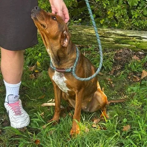An adult medium-sized female Hound dog named Sandy for adoption in Phoenix, MD