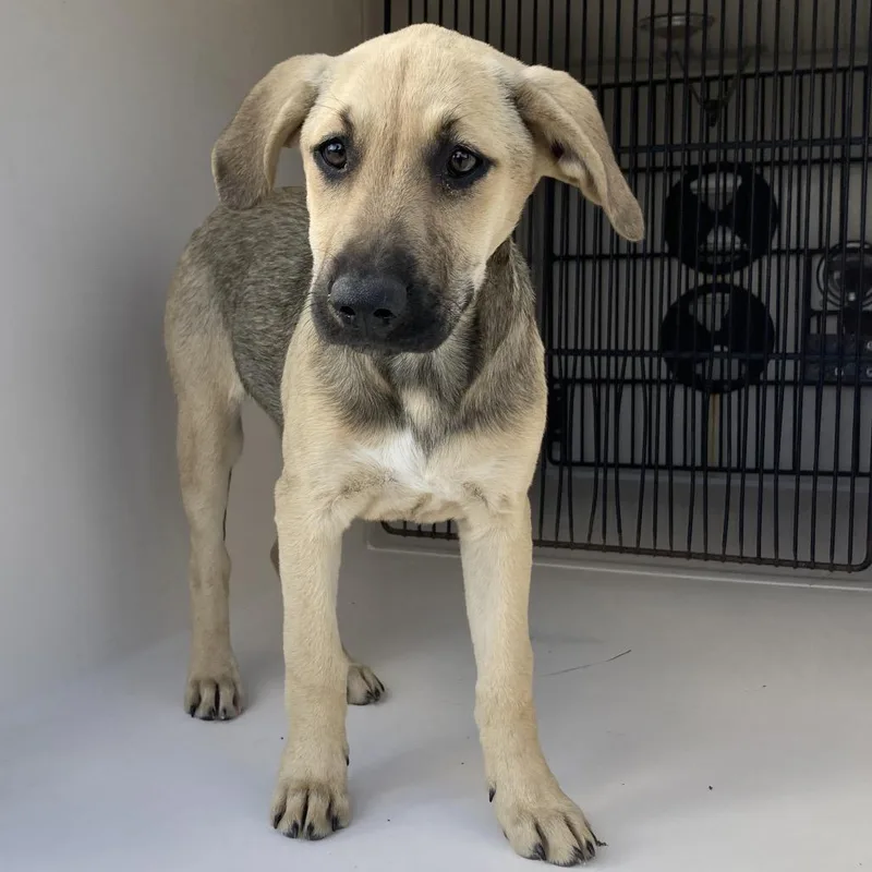 A baby small-sized female Yellow / Tan / Blond / Fawn Beagle dog named Covergirl for adoption in Beaumont, TX
