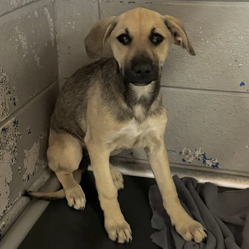 Covergirl thumbnail 2