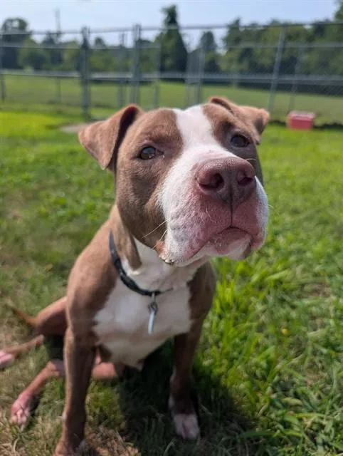 A young medium-sized female Pit Bull Terrier dog named Luna for adoption in Upper Marlboro, MD