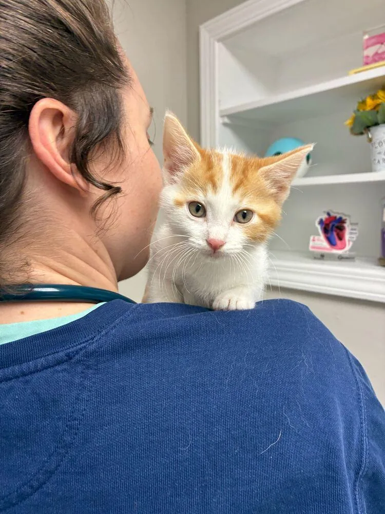 A baby small-sized male Domestic Short Hair cat named Quinn for adoption in Marietta, GA