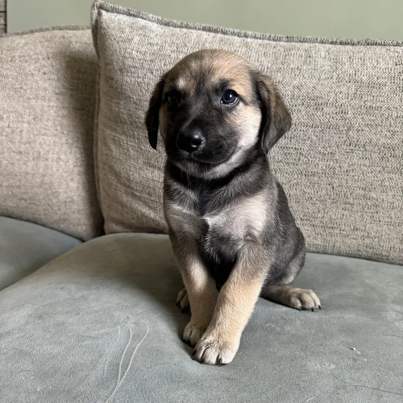 A baby medium-sized female Labrador Retriever dog named Peony for adoption in China Township, MI