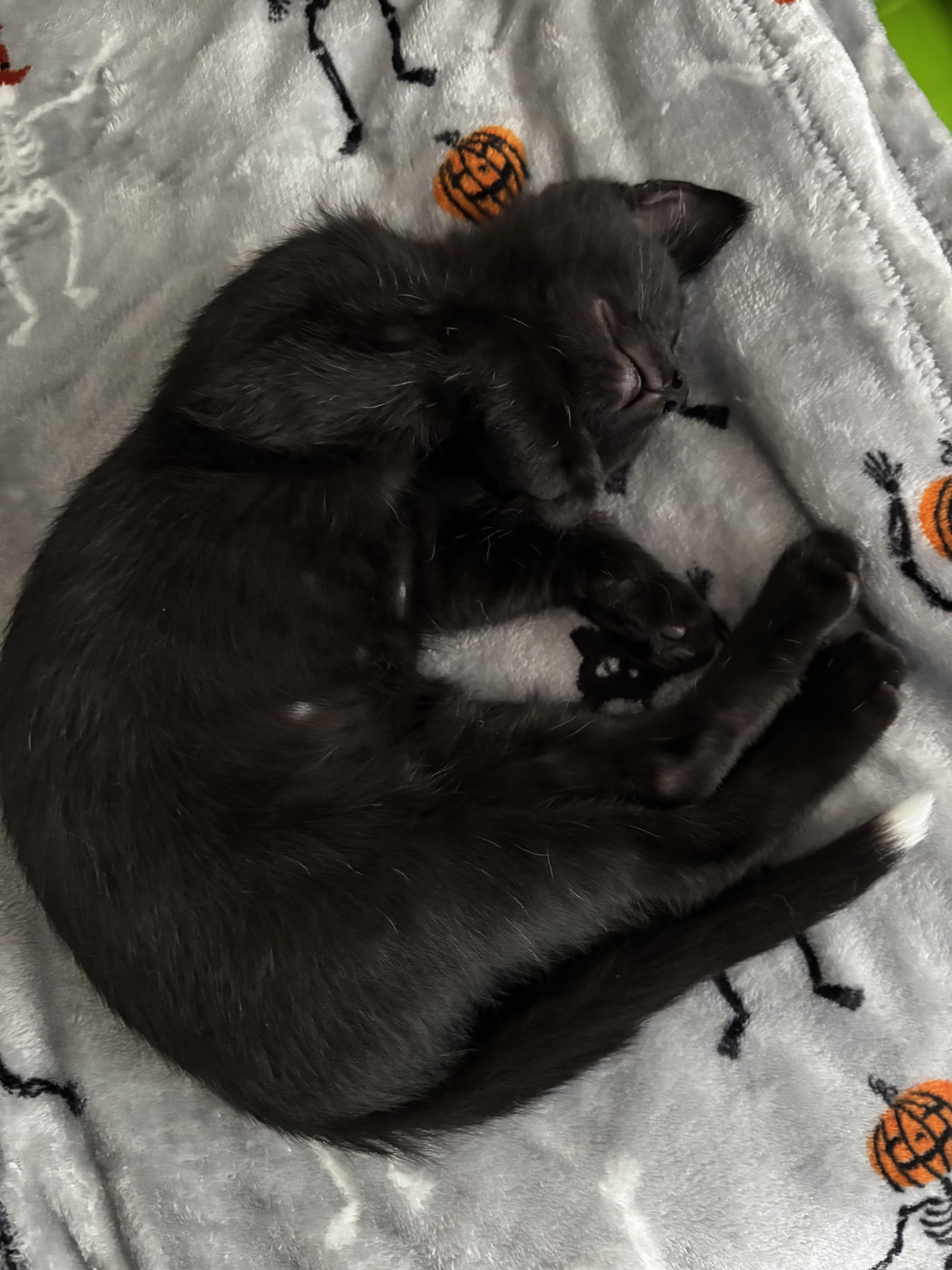 A baby medium-sized male Black Domestic Short Hair cat named Lou for adoption in Greensboro, GA
